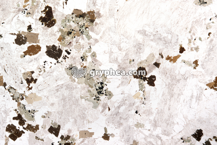 Granite de Senones (Vosges) LPNA x1,5 - gryphea.com